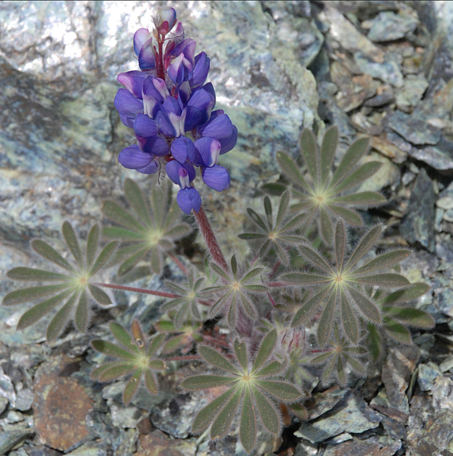 Lupinus spectabilis Hoover resmi