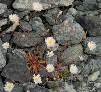 Image of woolly desertdandelion