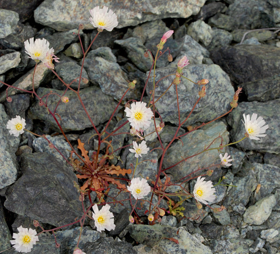 Image of woolly desertdandelion