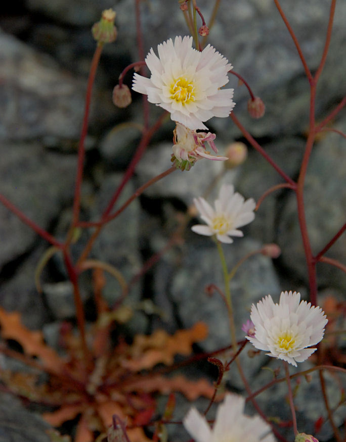 Image of woolly desertdandelion