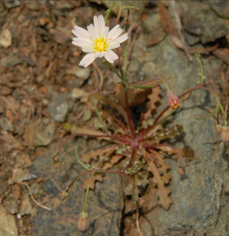 Image of woolly desertdandelion