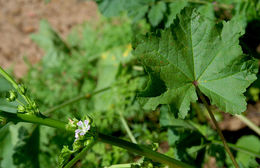 Image of Least Mallow