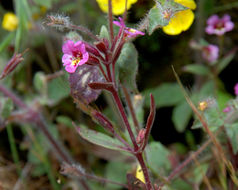 Plancia ëd <i>Mimulus breweri</i>