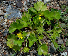 Image de Ranunculus muricatus L.