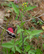 Imagem de Sisymbrium officinale (L.) Scop.