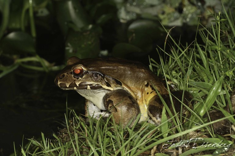 Image of Savage's Thin-toed Frog