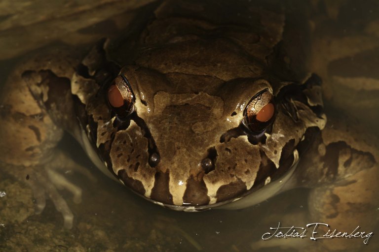 Image of Savage's Thin-toed Frog