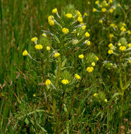 Image of Triphysaria versicolor subsp. faucibarbata (A. Gray) T. I. Chuang & L. R. Heckard