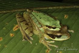 Image of Central American Smilisca