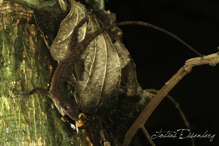 Image of Anolis limifrons Cope 1862