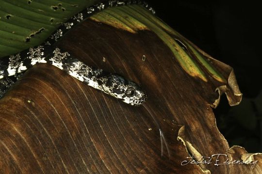 Image of Cloudy Snail-eating Snake