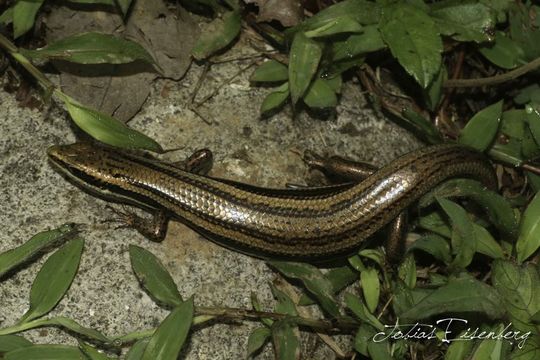 Image of Central American Mabuya