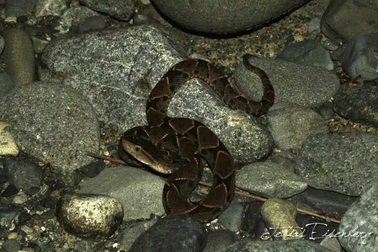 Imagem de Bothrops asper (Garman 1883)