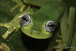 Image of Ghost Glass Frog