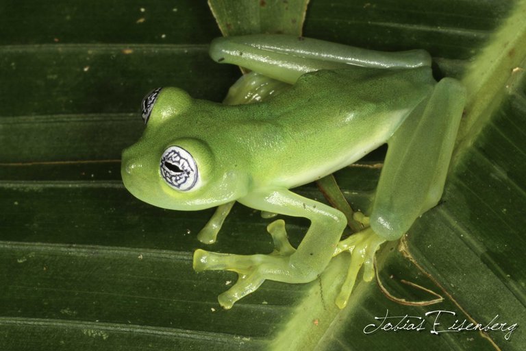 Image of Ghost Glass Frog