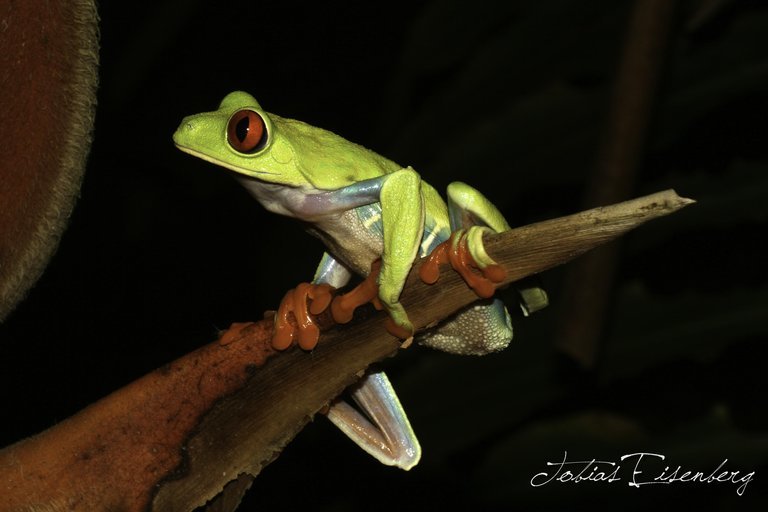 Image of Red-eyed Leaf frog