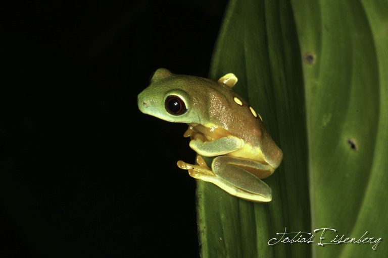 Image of Pink-sided Treefrog