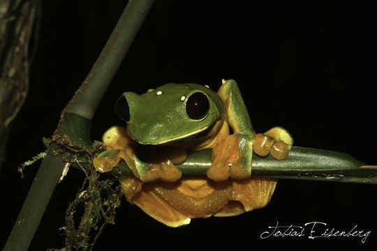 Image of Pink-sided Treefrog