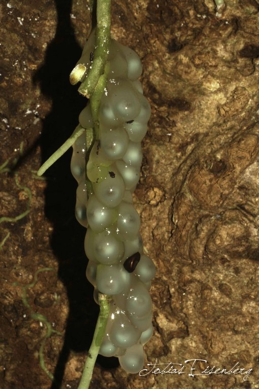 Plancia ëd Cruziohyla calcarifer (Boulenger 1902)