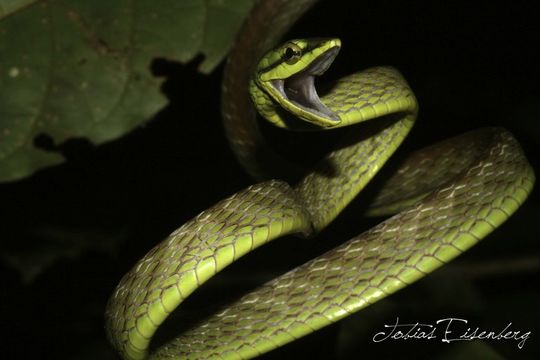 Leptophis depressirostris (Cope 1861)的圖片