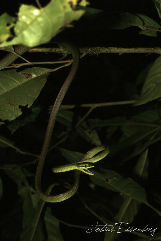 Image de Leptophis depressirostris (Cope 1861)