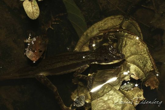 Image of Anolis oxylophus Cope 1875