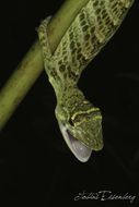 Image of Bridled Anole