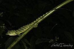 Image of Bridled Anole