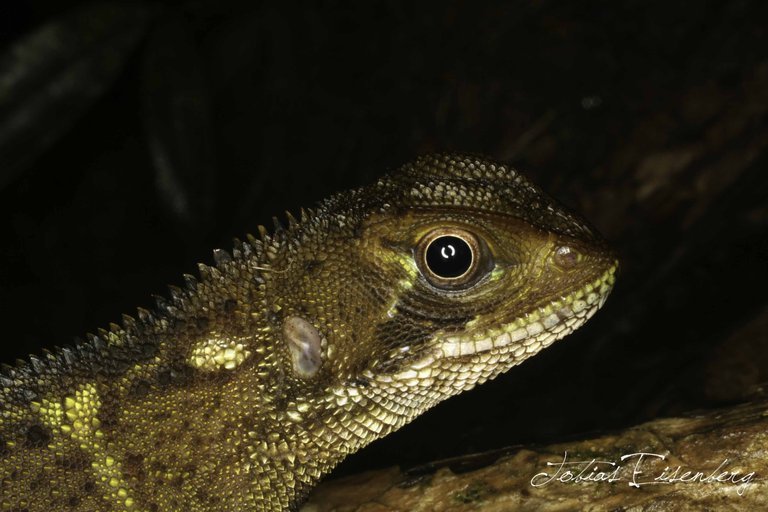 Image of Bocourt's Dwarf Iguana
