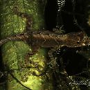 Sivun Anolis humilis Peters 1863 kuva