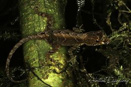 Sivun Anolis humilis Peters 1863 kuva