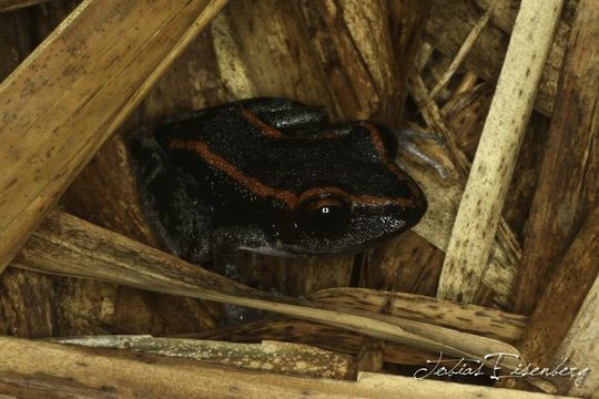 Image of Fort Randolph Robber Frog