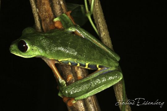 Image of Red-eyed Leaf frog