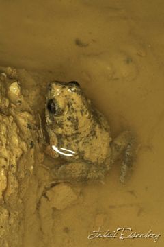 Image of Tungara Frog