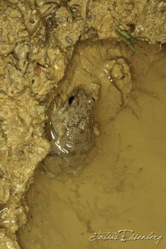 Image of Tungara Frog