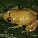 Image of Yellow Dyer Rainfrog