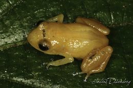 Image of Yellow Dyer Rainfrog