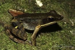 Image of Warszewitsch's Frog
