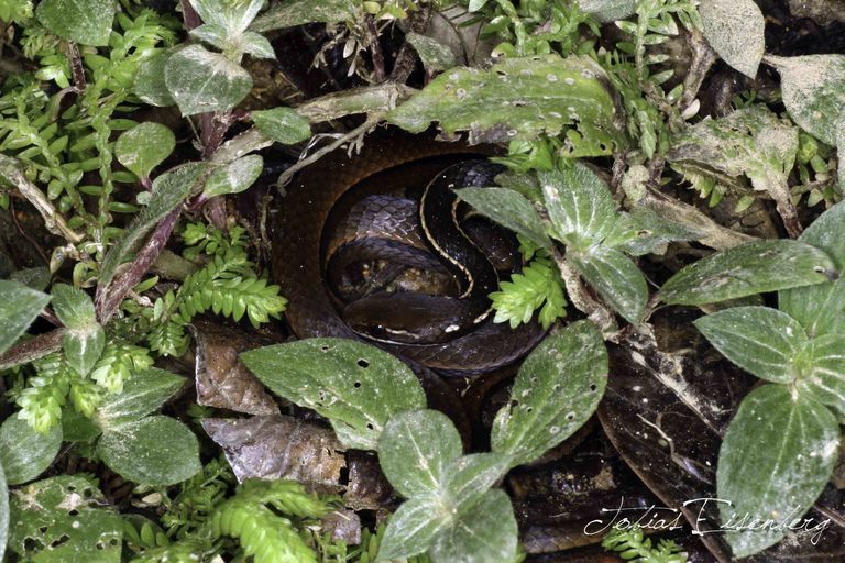 Image of Adorned Graceful Brown Snake