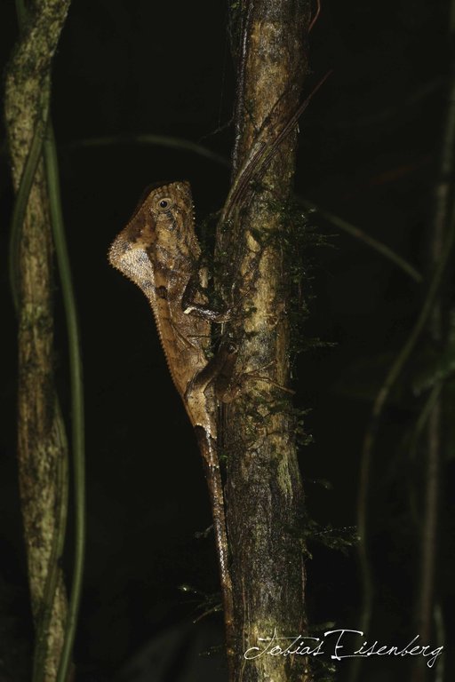 Image of Smooth Helmeted Iguana