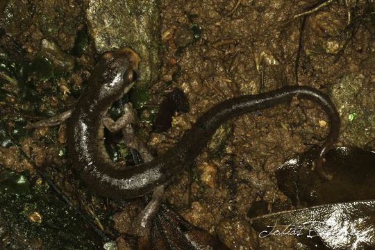 Image of Cocle Mushroomtongue Salamander