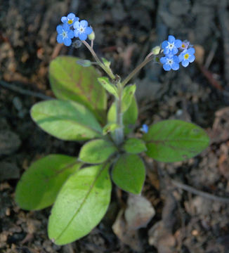 Image de Myosotis latifolia Poir.