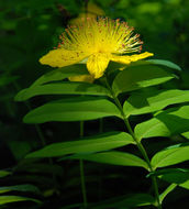 صورة Hypericum calycinum L.