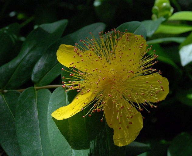 صورة Hypericum calycinum L.