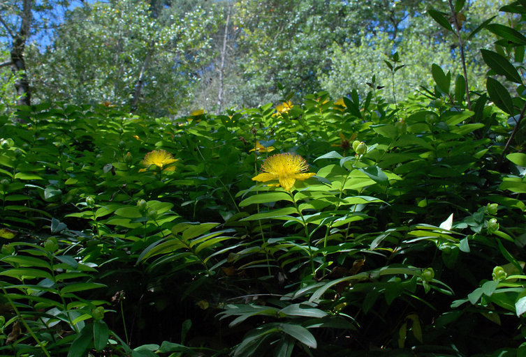 صورة Hypericum calycinum L.