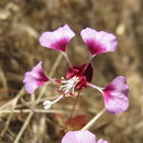 Image of Springville clarkia