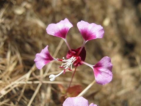 Plancia ëd Clarkia springvillensis Vasek