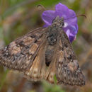 Image of Skipper