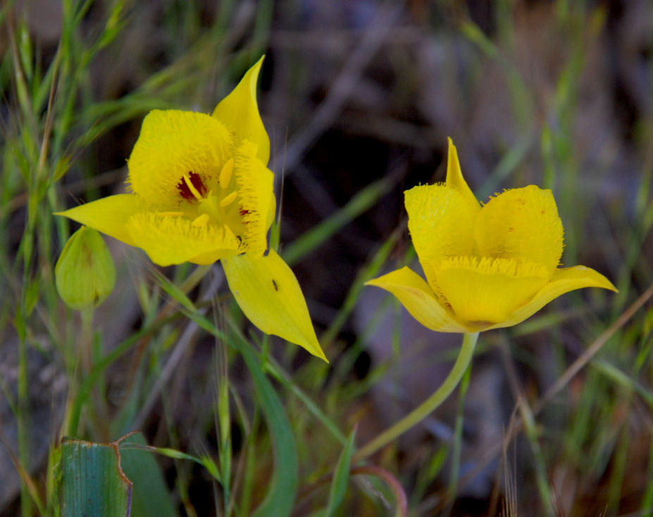 Calochortus monophyllus (Lindl.) Lem. resmi