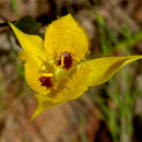 Image of yellow star-tulip